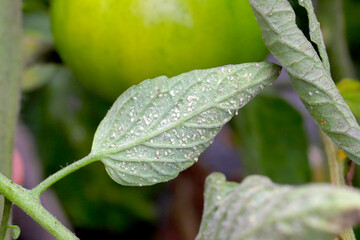 Larvae and pupae of Glasshouse whitefly (Trialeurodes vaporariorum) on the underside of tomato...