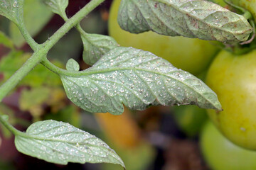 Larvae and pupae of Glasshouse whitefly (Trialeurodes vaporariorum) on the underside of tomato...
