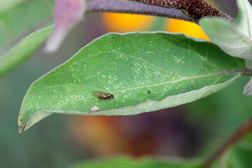 Calliopum is a genus of small flies of the family Lauxaniidae. An insect resting on a leaf.