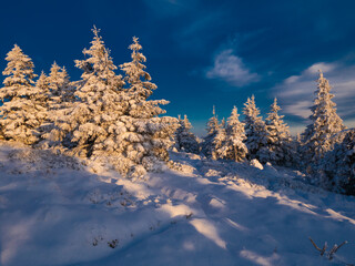 Spruce trees covered with snow and rime, snow, blue sky,sunlight, sunny day. Jeseniky mountains.Czech republic. .