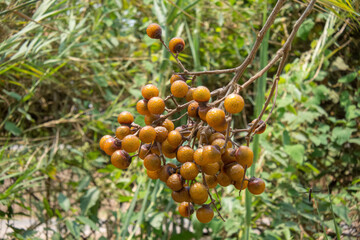 Soapnuts on a tree