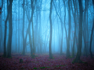 Obraz premium Mysterious foggy forest, oak trees, foliage, leafs,fog,tree trunks, gloomy landscape. Eastern Europe. .