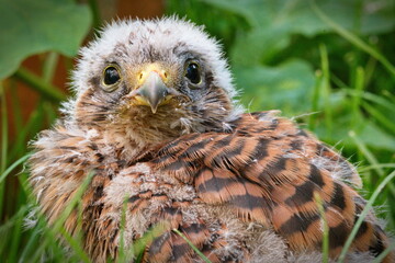 A baby falcon