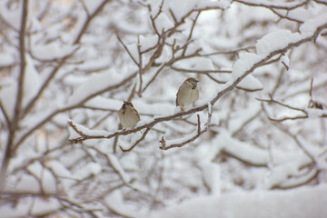 bird on a branch