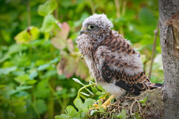 A baby falcon