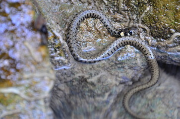 Hidden snake in water