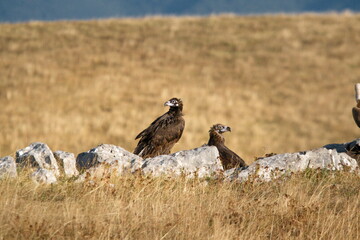 Griffon fultures birds