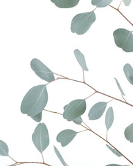 eucalyptus leaves 