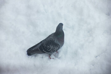 dove on the snow