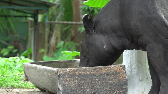 Tapir in a Malaysia National Zoo (Tapirus Indicus)