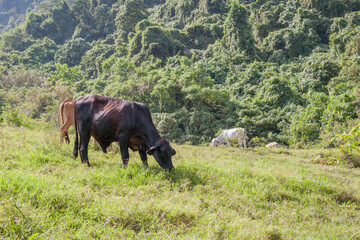 ganaderia colombia departamento antioquia