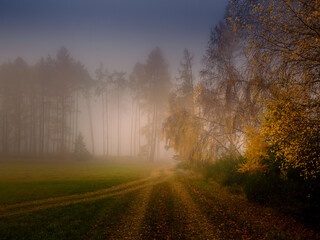 Obraz premium Magical foggy gloomy landscape with trees,fog, autumn landscape. Eastern Europe. .