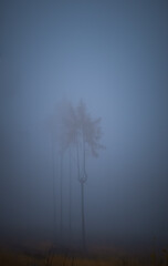 Solitary tree in autumn fog, gloomy autumn landscape. Eastern Europe.  .
