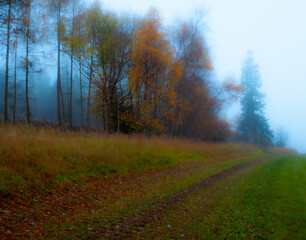 Magical foggy gloomy landscape with trees,fog, autumn landscape. Eastern Europe.  .