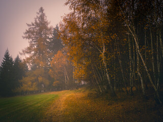 Magical foggy gloomy landscape with trees,fog, autumn landscape. Eastern Europe.  .
