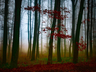 Magical foggy forest, fog,tree trunks, gloomy autumn landscape. Eastern Europe.  .