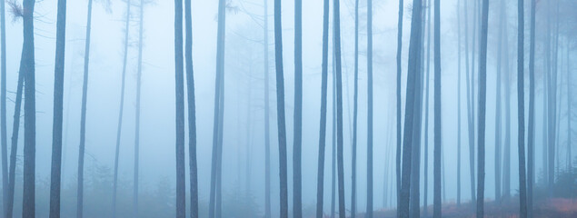 Magical foggy forest, fog,tree trunks, gloomy autumn landscape. Eastern Europe.  .