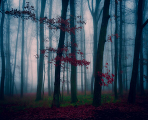 Magical foggy forest, fog,tree trunks, gloomy autumn landscape. Eastern Europe.  .