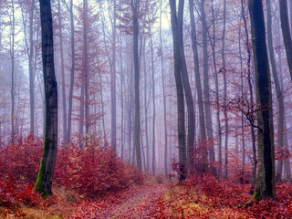 Magical foggy forest, autumn foliage, leafs,fog,tree trunks, gloomy autumn landscape. Eastern Europe.  .