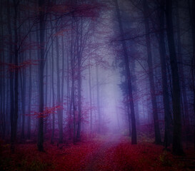 Magical foggy forest, autumn foliage, leafs,fog,tree trunks, gloomy autumn landscape. Eastern Europe.  .