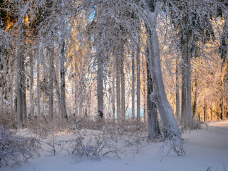 Winter snowy landscape with fresh snow covered trees,rime and mountain forest at winter sunny day. Czech republic.  .