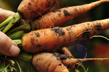 Gartenmöhren