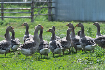 Gray beautiful geese in a pasture in the countryside walk on the green grass. Livestock farm birds. Animal breeding.