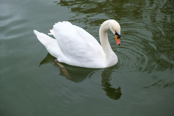 A swan and its reflection, gliding on the water of a pond in the park, white and majestic as swans usually are