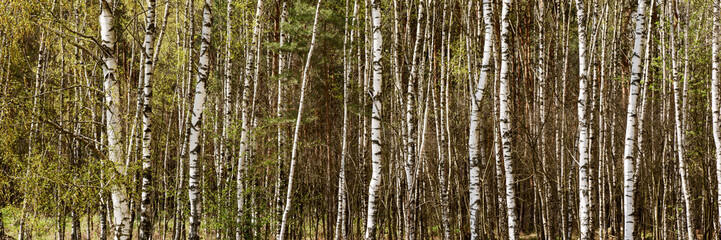 Birch trees in springtime. Natural panoramic background
