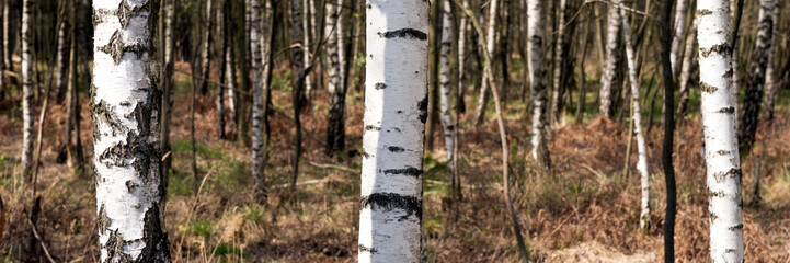 Fototapeta premium Birch trees in springtime. Natural panoramic background