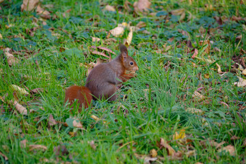 L'écureuil du parc de la Tête d'Or à Lyon