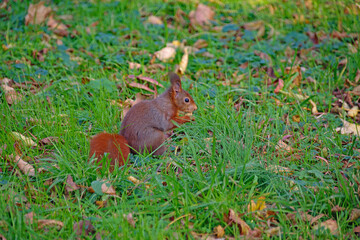 L'écureuil du parc de la Tête d'Or à Lyon