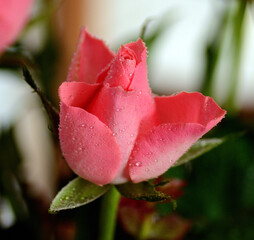 Kwiat róży pokryty rosą - obrazy, fototapety, plakaty