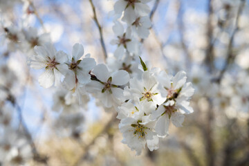 White Almond blossom flower against a blue sky, vernal blooming of almond tree flowers in Spain, spring, almond nut close up with flowers