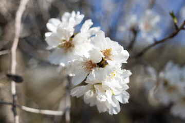 White Almond blossom flower against a blue sky, vernal blooming of almond tree flowers in Spain, spring, almond nut close up with flowers