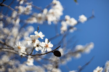 White Almond blossom flower against a blue sky, vernal blooming of almond tree flowers in Spain, spring, almond nut close up with flowers