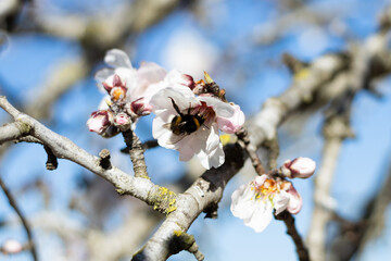 White Almond blossom flower against a blue sky, vernal blooming of almond tree flowers in Spain, spring, almond nut close up with flowers