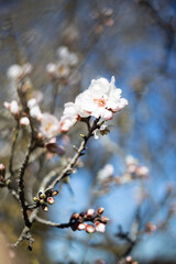 White Almond blossom flower against a blue sky, vernal blooming of almond tree flowers in Spain, spring, almond nut close up with flowers