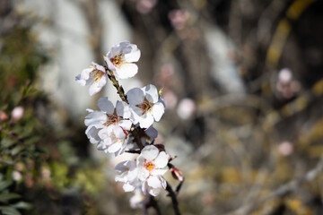 White Almond blossom flower against a blue sky, vernal blooming of almond tree flowers in Spain, spring, almond nut close up with flowers