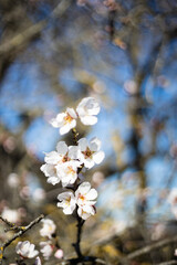 White Almond blossom flower against a blue sky, vernal blooming of almond tree flowers in Spain, spring, almond nut close up with flowers