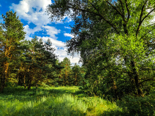 Fototapeta na wymiar forest landscape. old forest. trees against the sky. natural landscape. sunset dawn in the forest. sun rays through the trees. tree branches.