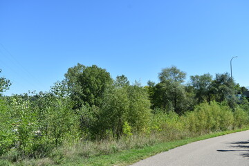 Trout Brook Nature Sanctuary a Summer Experience