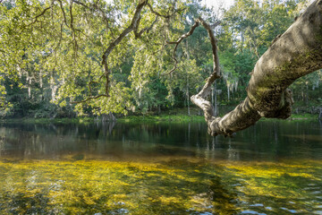 Obraz premium Oak tree limb overhanging the Santa Fe river at Poe Springs, Gilchrist County, Florida