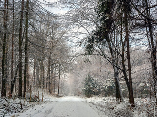 Winter in the forest