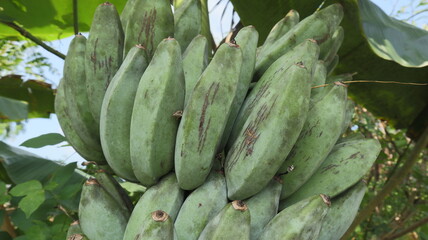 Extreme close up of Ash plantain fruits 