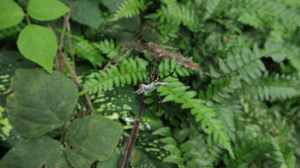A spider sucking juice from an unknown insect after wrapping 