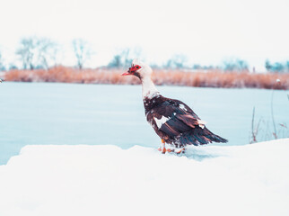 An old duck from Russia. Unusual old duck close-up.