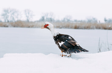 An old musky duck at the park, Outdoor, Poultry