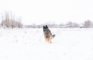 Long-haired German Shepherd attacks a man. Show dog in the natural park.