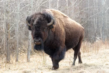 Deurstickers Bizon Amerikaanse bizon in het bos